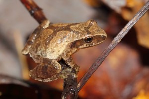 ORAA Crowley Spring Peeper 2