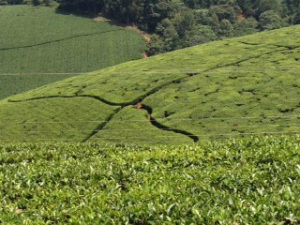 Tea growing in Kenya