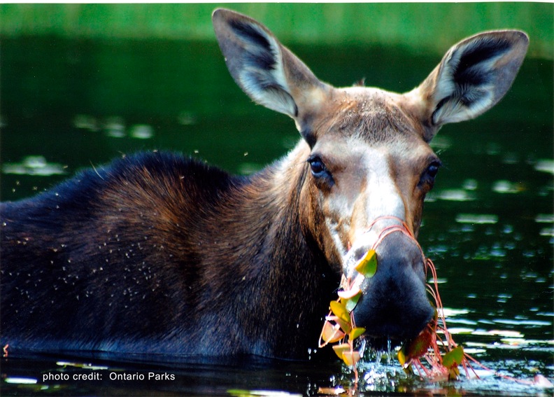 You know it’s Spring in Ontario Parks when…