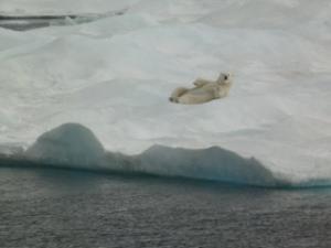 polar bear on back